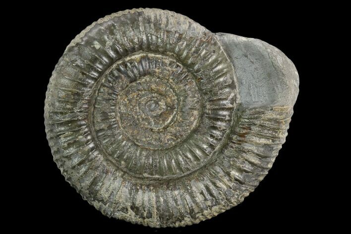 Ammonite (Dactylioceras) Fossil - England #127497